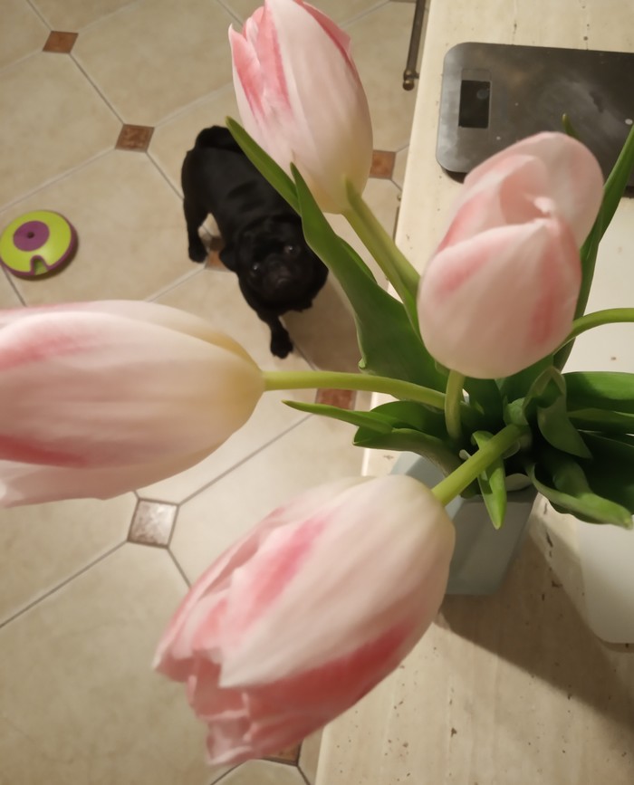 Happy tulips to all! - My, Pug, Pet, Dog, Flowers, Tulips, Pets