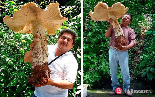 Macrocybe titans - Mushrooms, Giants
