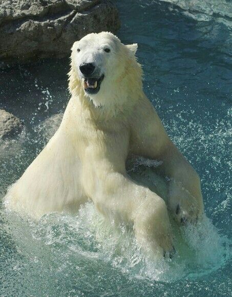 Купается - Фотография, Медведи, Белый медведь, Вода