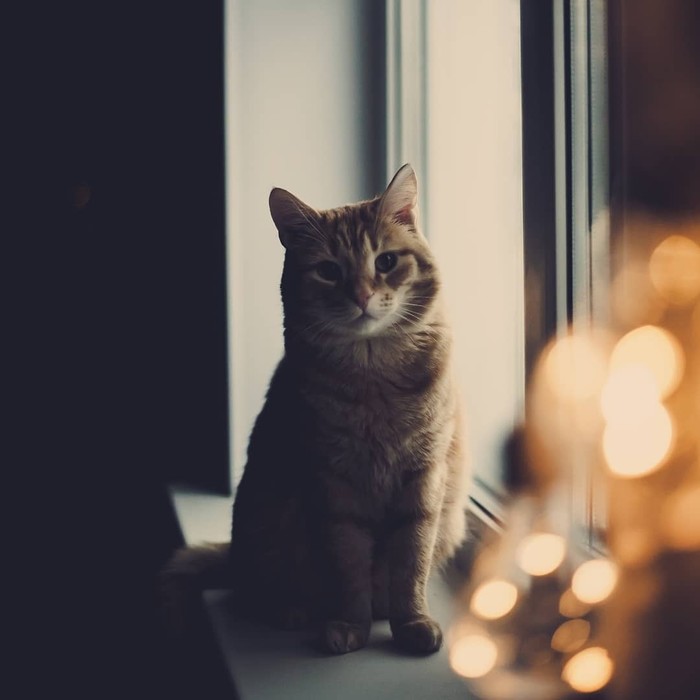 There is never too much cat - My, cat, The photo, Portrait, Longpost, Pets