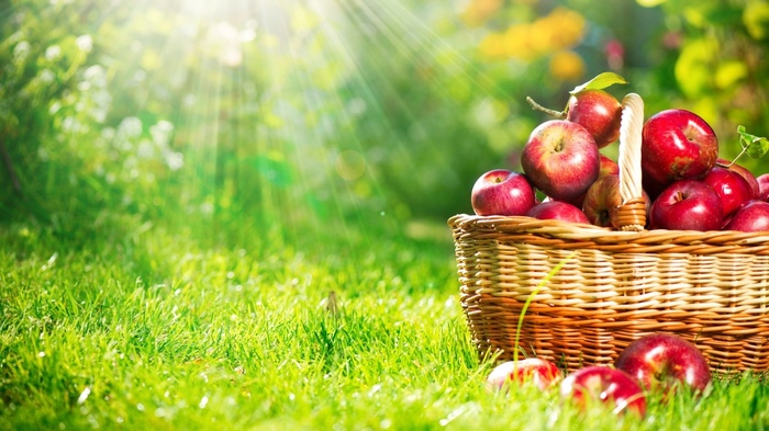 apple tree selection - Apple tree, Apples, Gardening