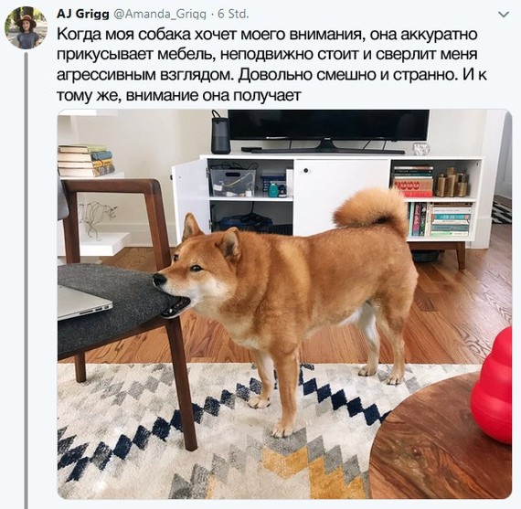 When you want attention - Dog, Twitter, Screenshot, Pets, Shiba Inu