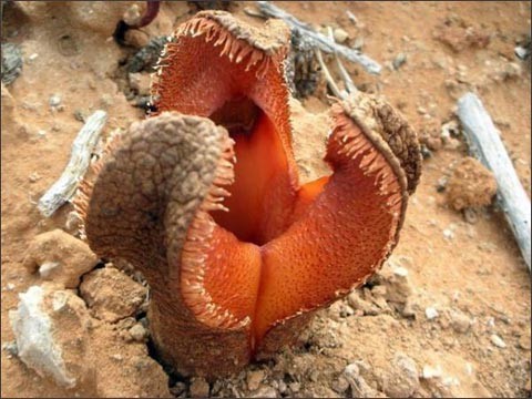 This is a rare and strange plant.Gindora - Carnivorous plants, Africa, Insects, Longpost