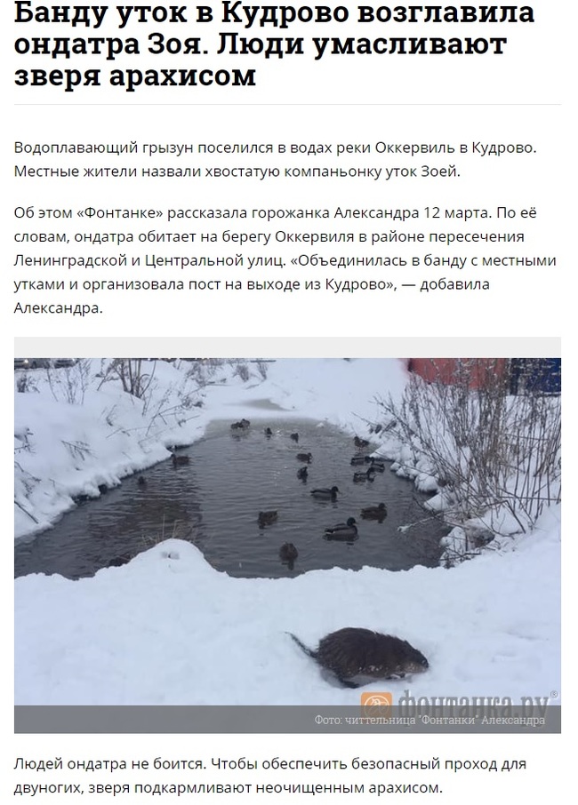 Crime News - news, Kudrovo, Duck, Fontanka ru, Leningrad region, Muskrat