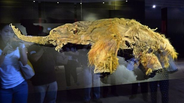 Scientists managed to wake up the cells of an ancient mammoth - , Scientists, Experiment, DNA, , Optimism, Longpost, BBC