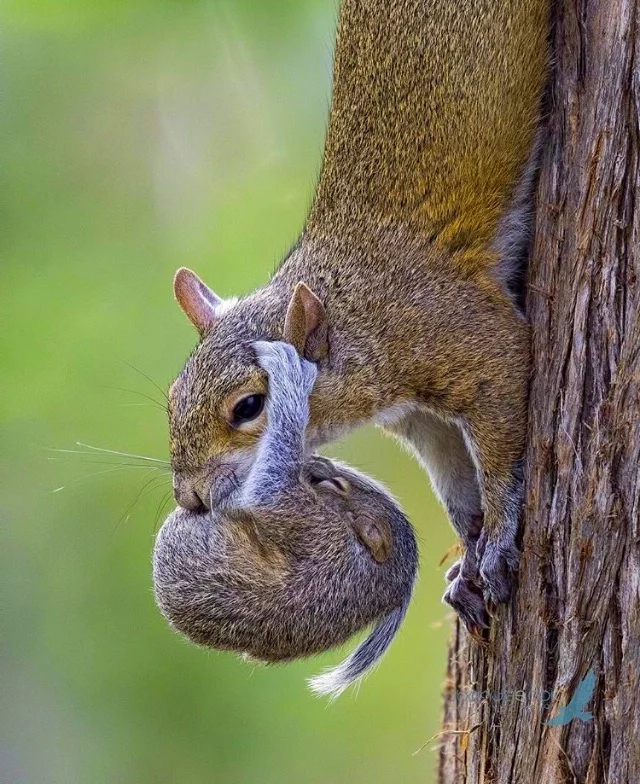 Mommy, I'm holding on..! - The photo, Young, Milota, Parents and children, Squirrel, Animals
