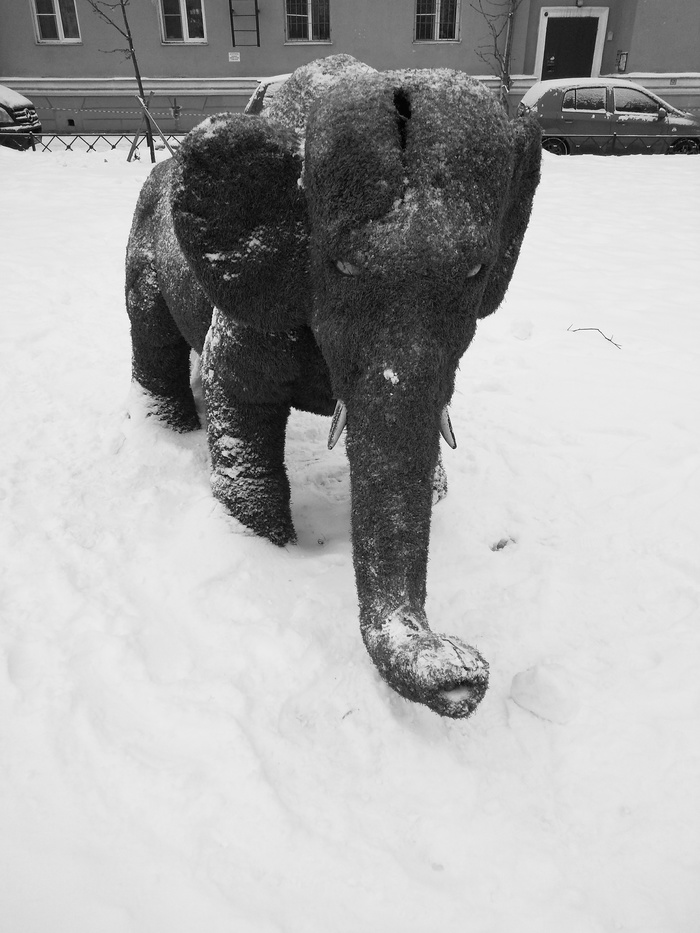 Elephant and snow - Elephants, Black and white photo