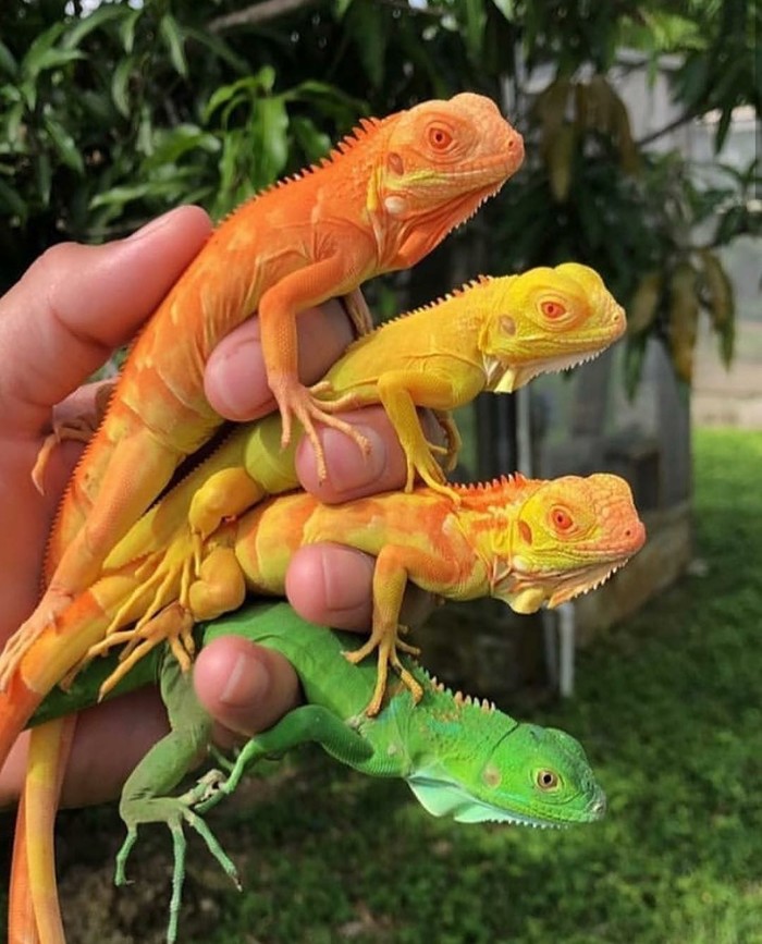 When choosing the color of your character... - Animals, Choice, Lizard