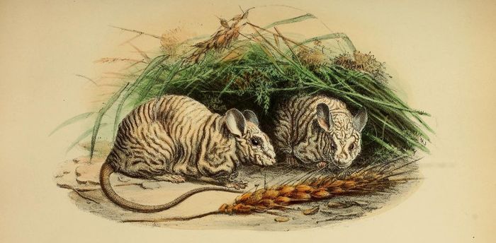 Феромоны мышей-доминантов повышают их «мужскую» привлекательность и успех в конкурентной борьбе