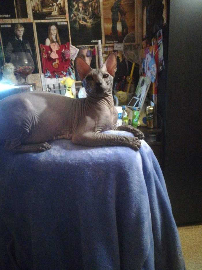 Sphinx - cat, My, Sphinx