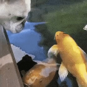 - Зина, я отвечаю, не забуду, само собой, бlя буду! Вода, Собака, Рыба, Гифка, Домашние животные