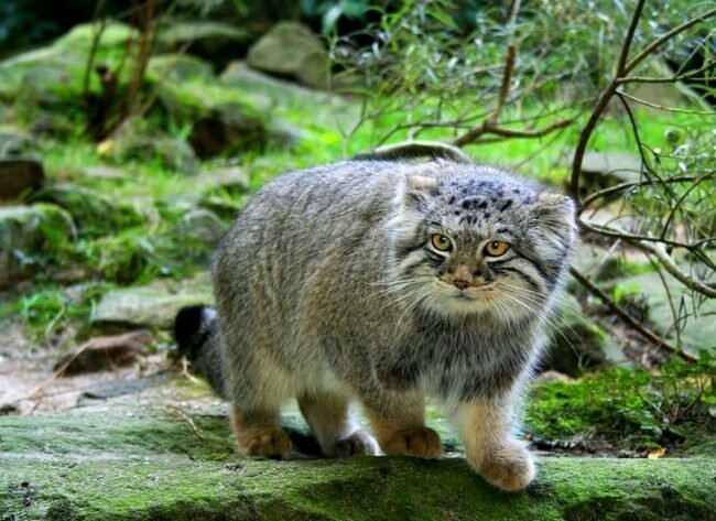A little about Manula - Pallas' cat, Nature, Red Book, Interesting, Longpost