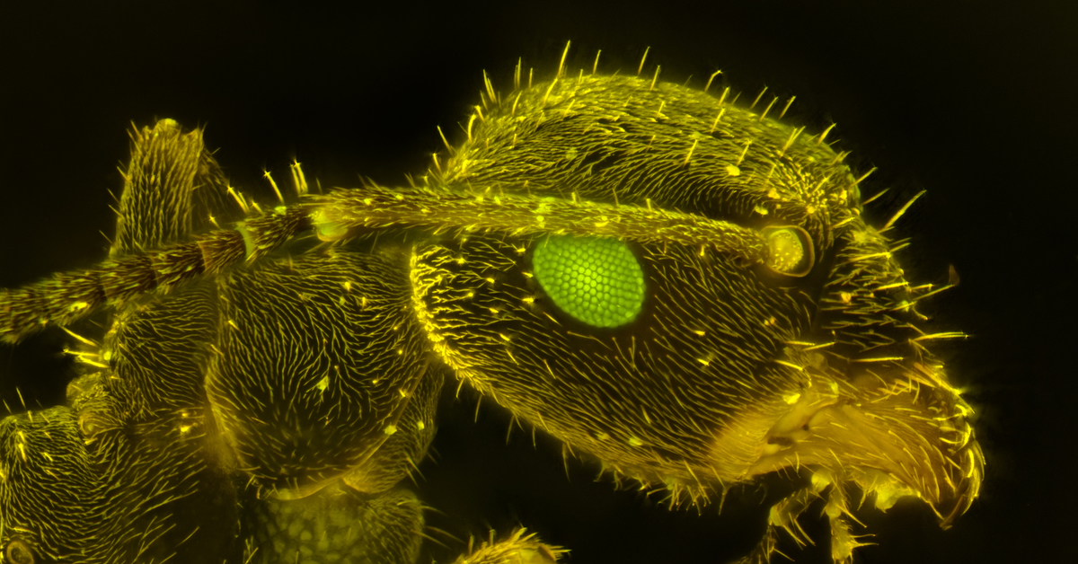 Муравьи под микроскопом фото как выглядят