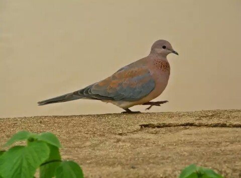 Laughing doves, Egyptian turtledove. - Nature, Turtle dove, , beauty of nature, Animals, Birds, Longpost