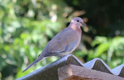 Laughing doves, Egyptian turtledove. - Nature, Turtle dove, , beauty of nature, Animals, Birds, Longpost