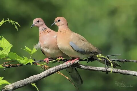 Laughing doves, Egyptian turtledove. - Nature, Turtle dove, , beauty of nature, Animals, Birds, Longpost