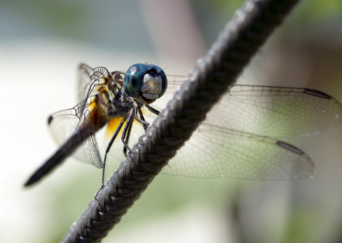 Summer is coming - Dragonfly, Summer, The photo, Nikon, 