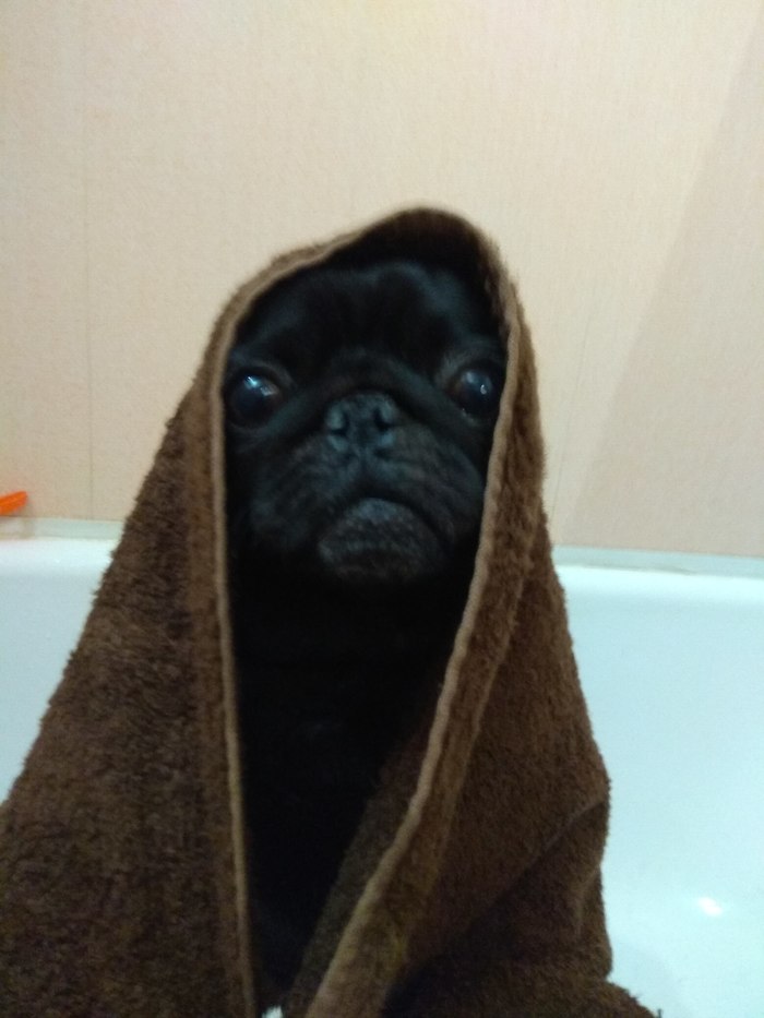 May the force be with you. - My, Pug, Dog, Animals, Pets