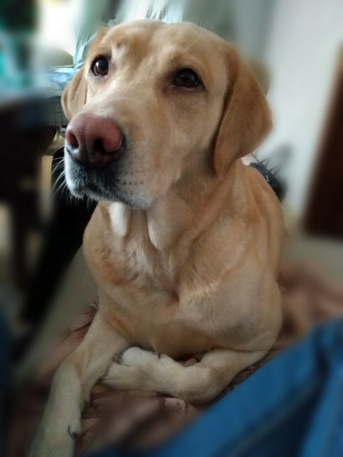 You are greedy, master. - Labrador, Dog, Sadness, Longpost, Pets