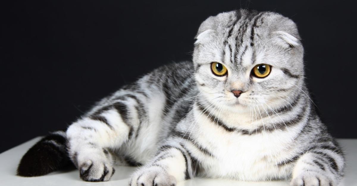Интересные породы кошек: Шотландская Вислоухая | Пикабу