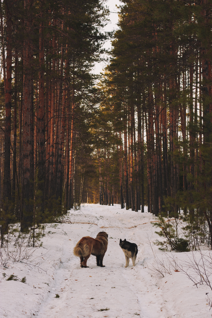 Two - My, Husky, Caucasian Shepherd Dog, Forest, Spring, Longpost, Dog