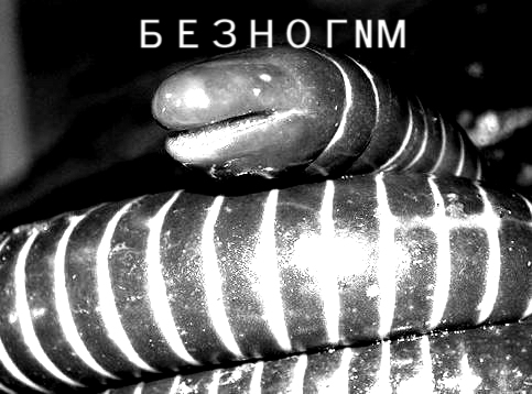Endless worms - My, Students, Exam, , , Zoology, WITHOUT LEGNM