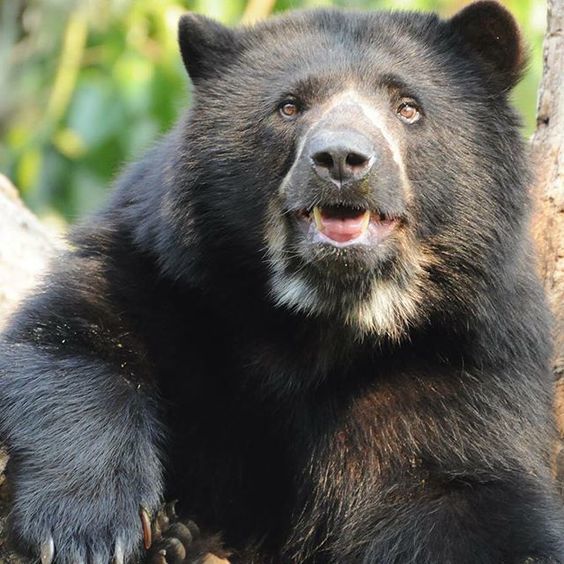 Мишка, где твоя улыбка?