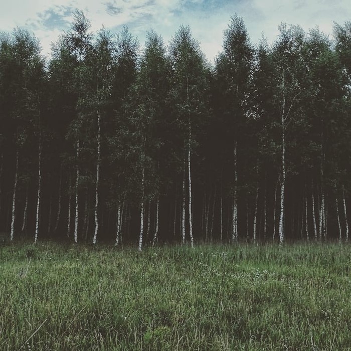 Baltic forests - My, Forest, The photo, Lithuania, Landscape