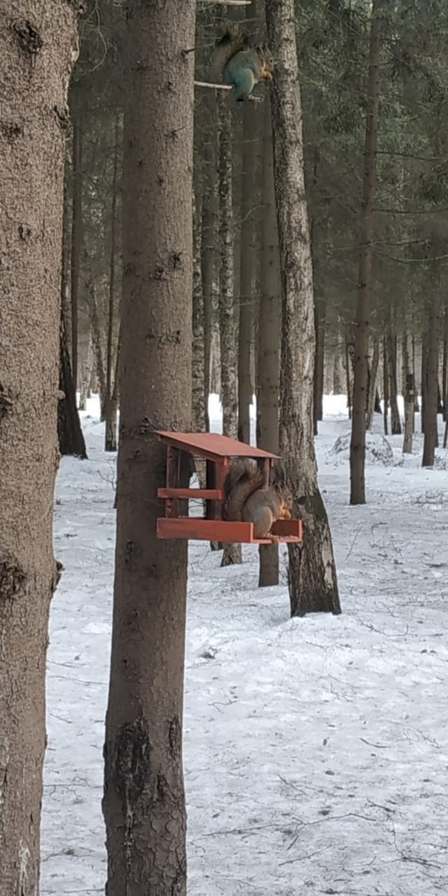 Squirrels in Trekhgorochka - My, Squirrel, Forest, Did not seem