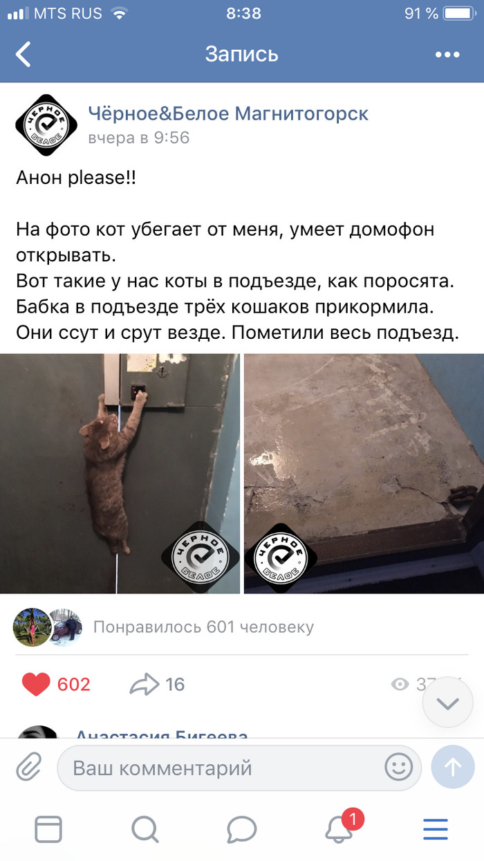 Can open intercom - cat, Catomafia, Intercom, Magnitogorsk