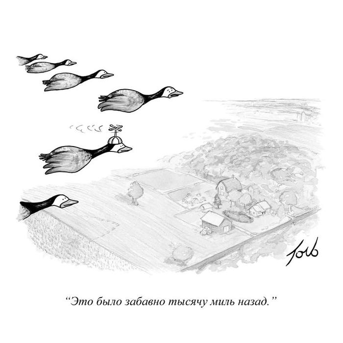 In every flock there is such a goose - Migrant, Birds, Comics, Cap, Idiocy