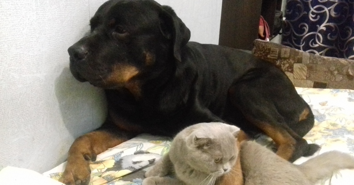 Вислоухие собаки с фотографиями