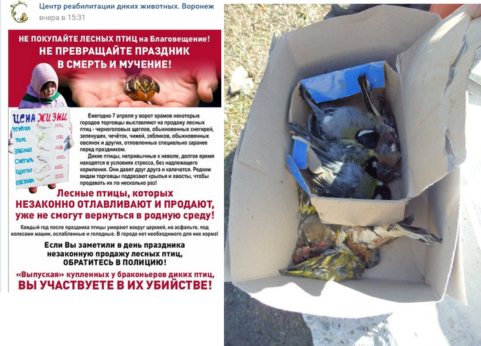 1553197276161668468 можно ли ловить лесных птиц