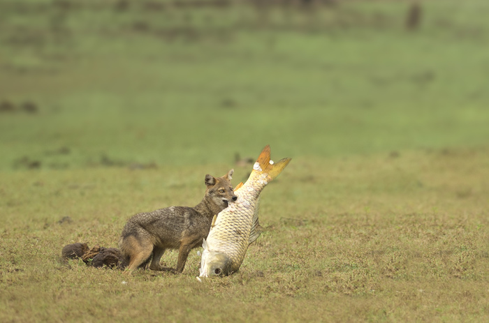 Good luck fishing - Coyote, Fishing