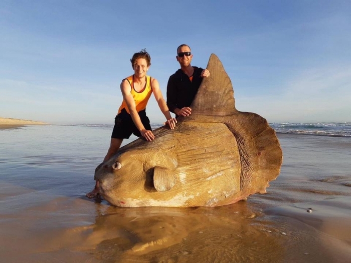 In Australia, fishermen found a two and a half meter long moon fish on the river bank - A fish, Fish Moon