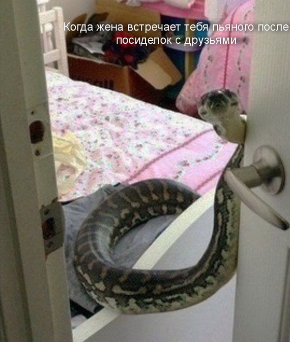 After hanging out with friends - My, Get-togethers, Friends, Expensive, I'm home, Snake, Humor