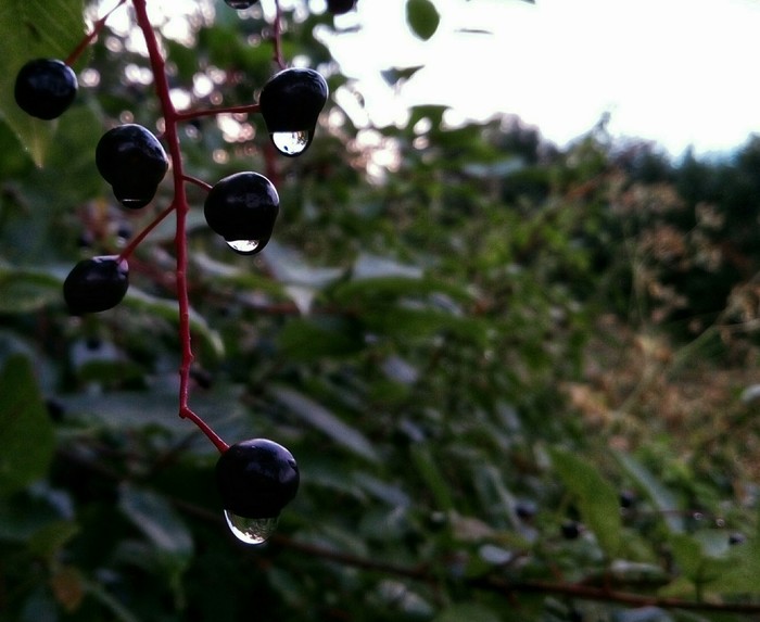 Walking in the summer rain - My, Rain, Nature, The photo