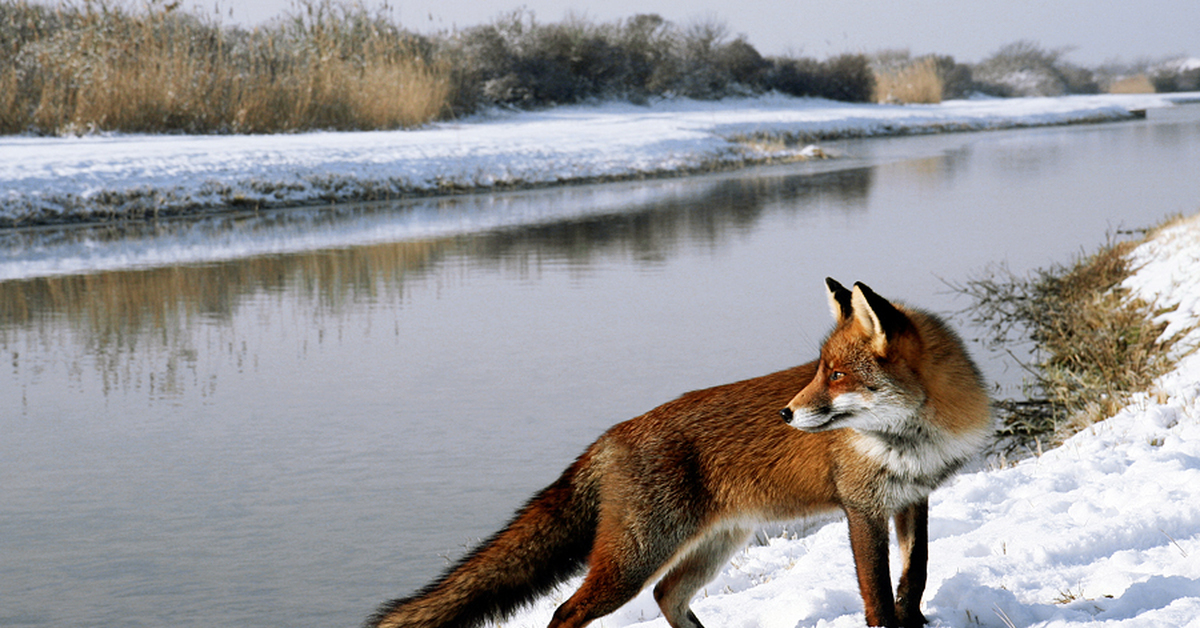 Лиса ловит рыбу. Лиса зимой. Обыкновенная лисица. Лиса в природе. Лиса бежит.