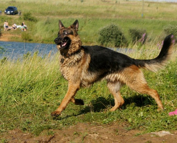 Arnold. I am a woolly wolf, God, how good I am! - My, Dog, German Shepherd, Nature, The photo, Pets