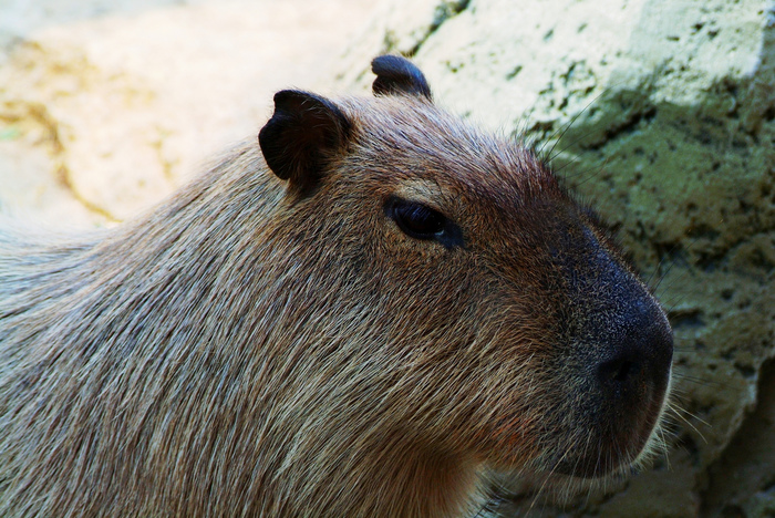 Capybara - My, The photo, Nature, Animals, Capybara