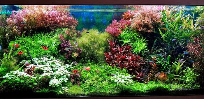 Красивый дизайнерский травник в голландском стиле. Видео