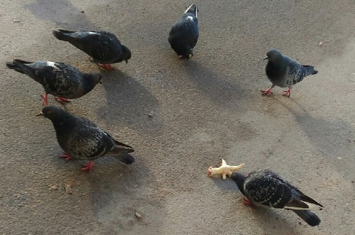 You are not yourself when you're hungry - My, Pigeon, Chicken's foot