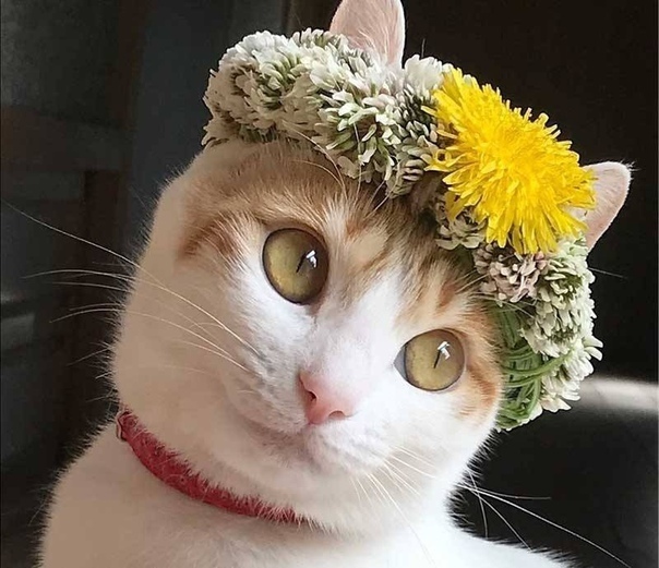 What spring looks like - cat, Catomafia, Spring