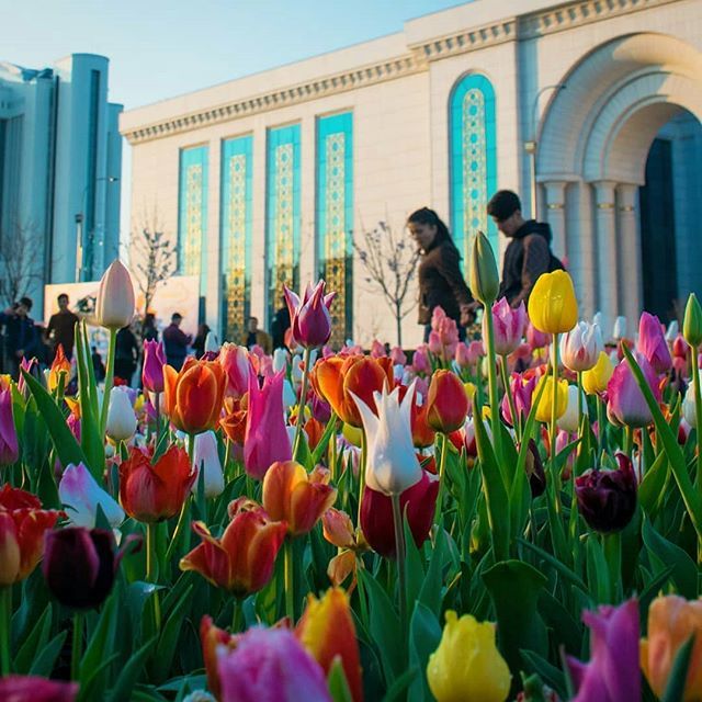 Bread city in spring - Tashkent, Spring, The photo, Flowers, Town, Longpost