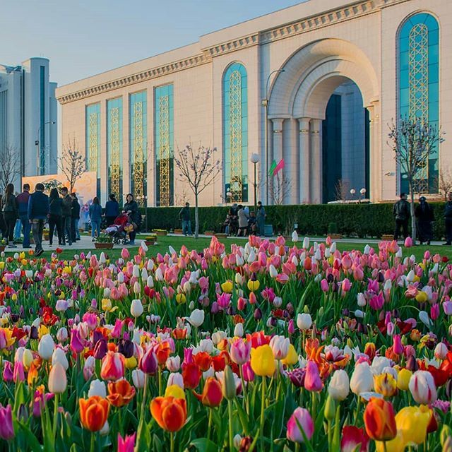 Bread city in spring - Tashkent, Spring, The photo, Flowers, Town, Longpost