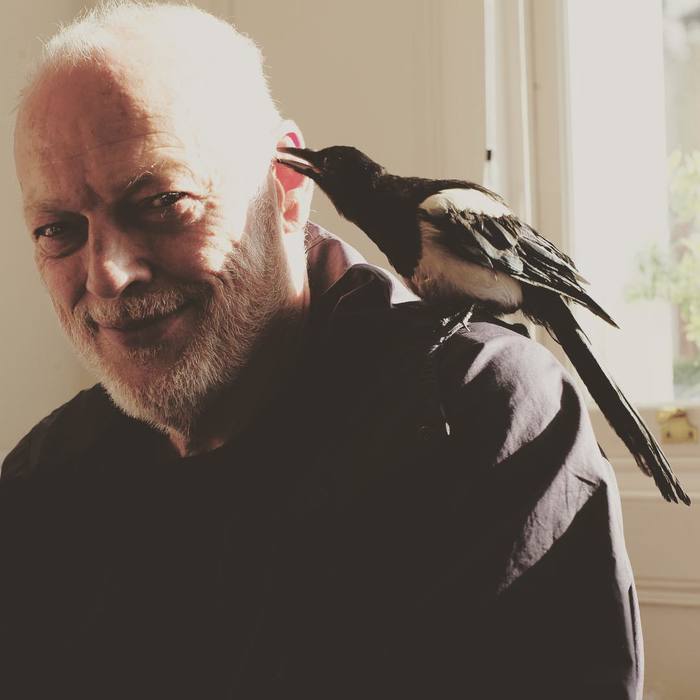 David Gilmour and Magpie - Pink floyd, , Magpie, Longpost, David Gilmour