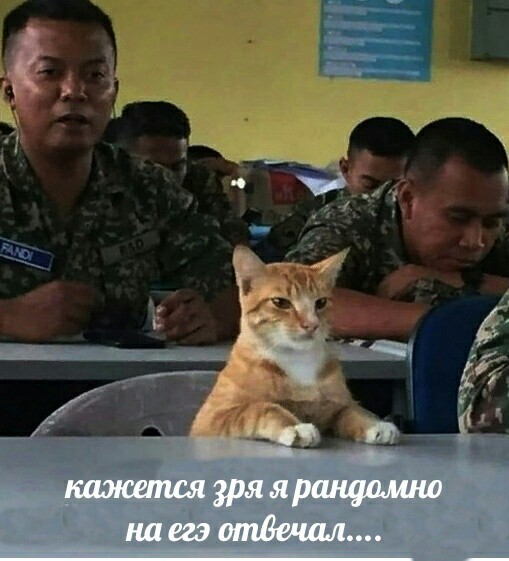 In vain... - cat, Army, Unified State Exam, Did not pass