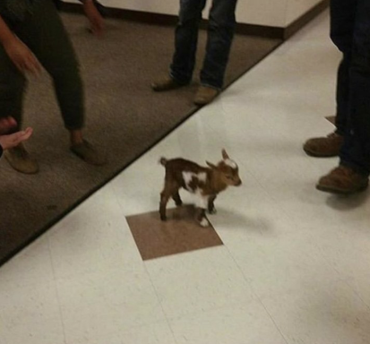 Repainted tiles? Magic, nothing else - Magic, Animals