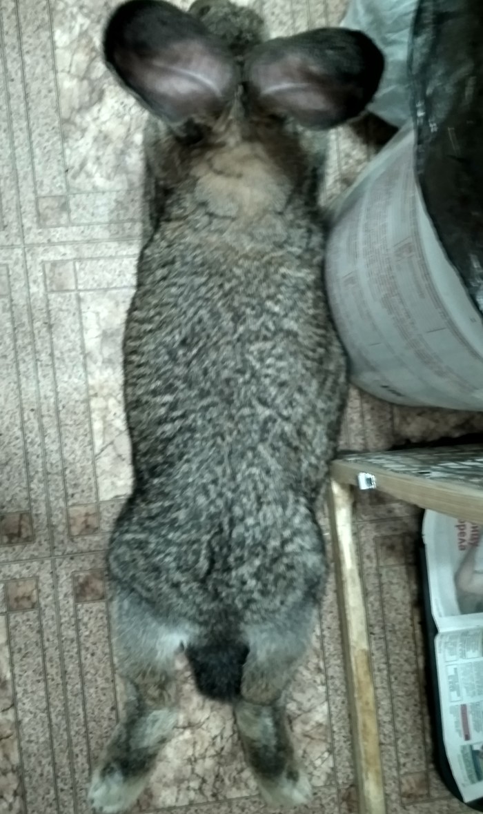 Кролик. Вид сверху.