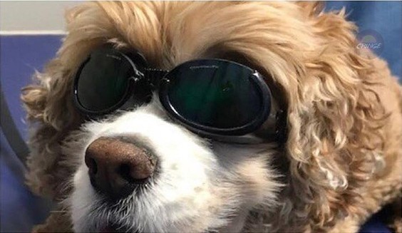 The dog is so cool in these glasses - Dog, Humor, Longpost